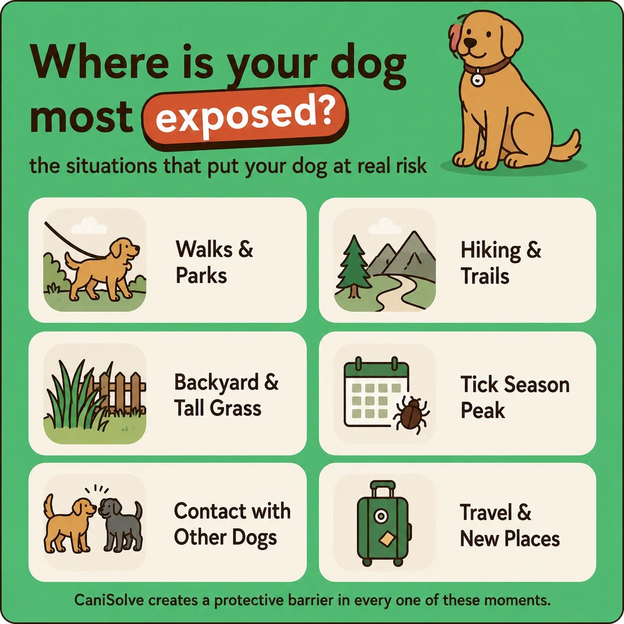 CanISolve - 12 Months All Natural Flea and Tick Tags for Dogs - CaniSolve - 